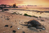 Honu Sunset