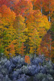 Scenescence
