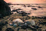 Sea Turtle Sunset Slumber