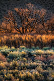 Valley Vegetation