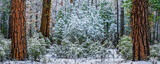 Yosemite Winter Forest