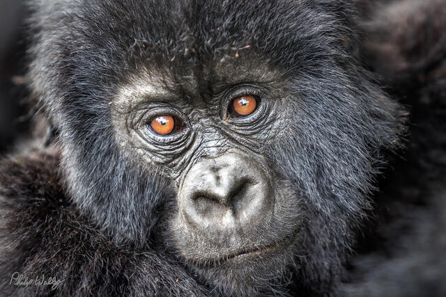 A baby Mountain Gorilla plays in the morning sunrise light.