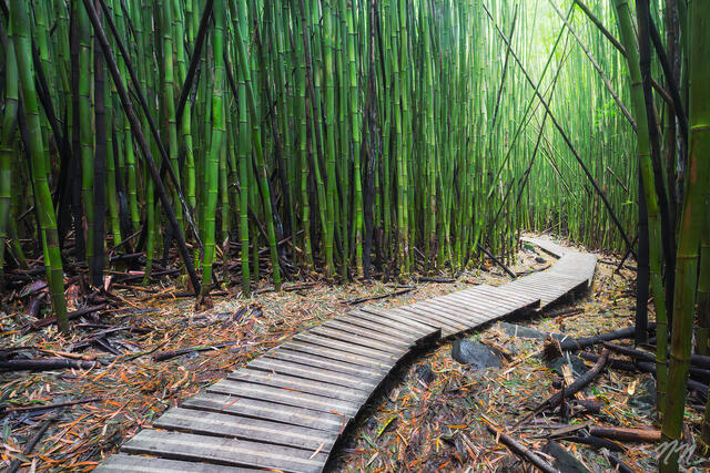 Wooden boardwalk winding through a dense bamboo forest in Haleakala National Park on Maui, Hawaii.