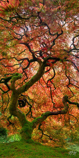 Moss covered tree with twisting branches and red autumn leaves at the Portland Japanese Garden in Portland, Oregon.