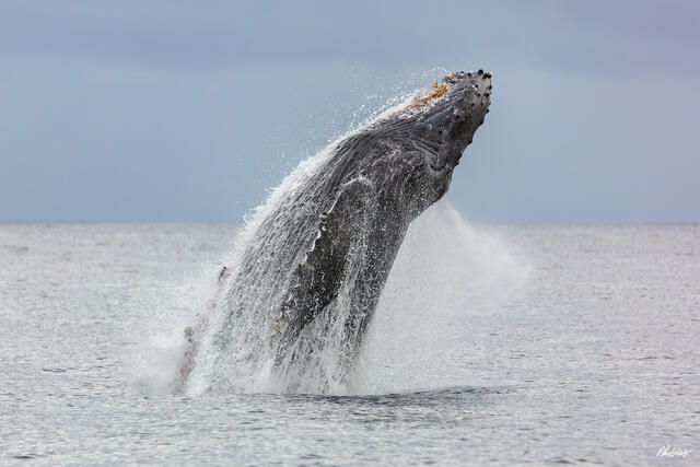 Humpback whale breaching above the ocean surface in Monterey Bay, California.