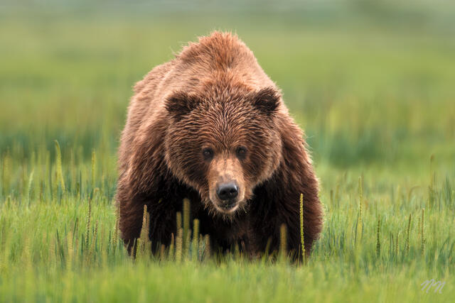 Alaskan brown bear staring forward while walking through tall green grass in Lake Clark National Park, Alaska.