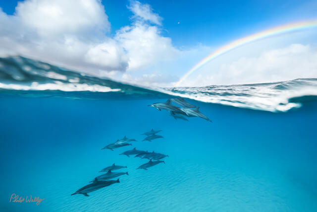 Split level photograph of dolphins swimming underwater with a rainbow visible above the ocean off the North Shore of Oahu, Hawaii.
