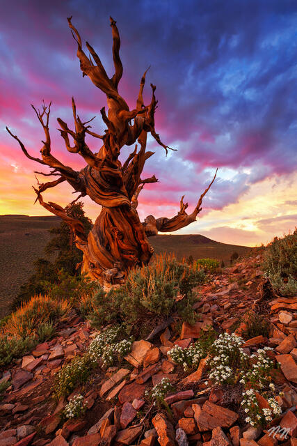 Ancient bristlecone pine tree at sunset in the Ancient Bristlecone Pine Forest of the White Mountains, California, with colorful clouds, desert rocks, and wildf