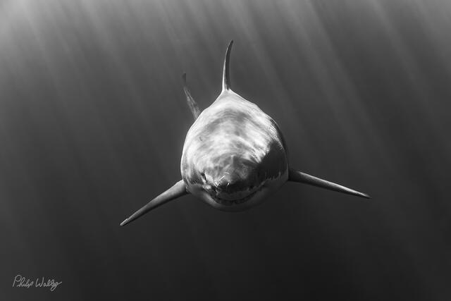 Great white shark swimming head on through deep blue ocean waters near Guadalupe Island Mexico.