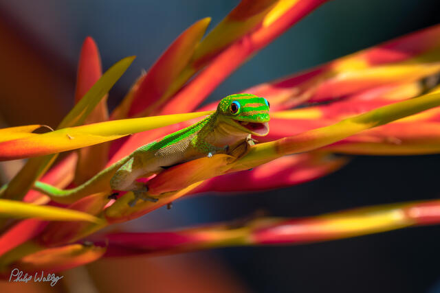 Bright green day gecko perched on red and yellow heliconia flowers in Kona Hawaii.