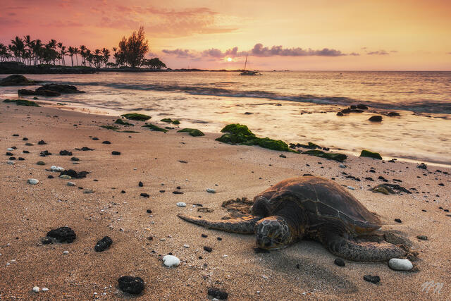 Hawaiian green sea turtle resting on a Big Island beach at sunset with ocean waves, lava rocks, palm trees, and a sailboat offshore.