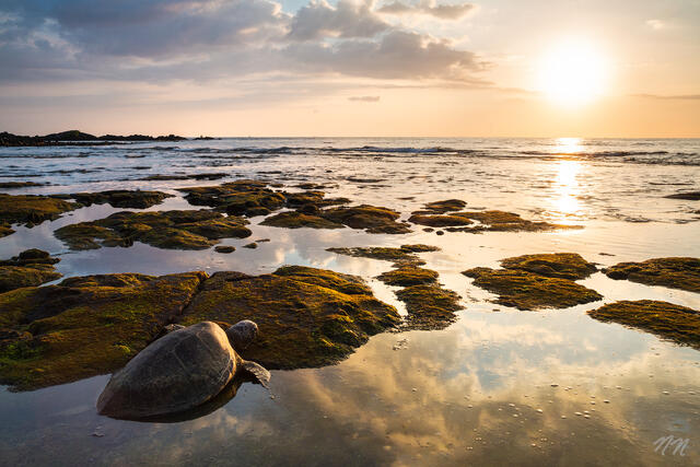 Hawaiian green sea turtle on a Big Island beach at sunset with tide pools, lava rocks, ocean waves, and golden light reflecting across the shoreline.