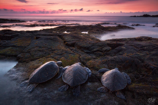 Three Hawaiian green sea turtles resting on Big Island lava rocks at sunset with pink sky, ocean waves, and a volcanic shoreline.