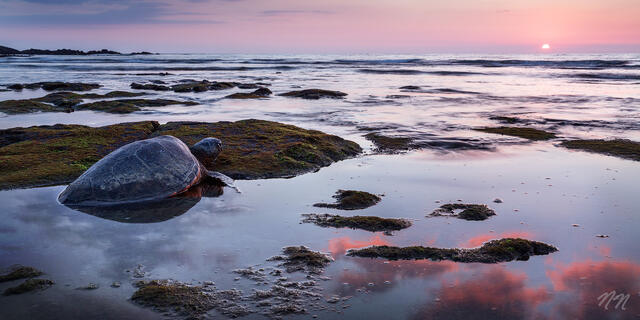 Hawaiian green sea turtle resting in a Big Island tide pool at sunset with pink clouds, ocean waves, lava rocks, and reflections along the shoreline.