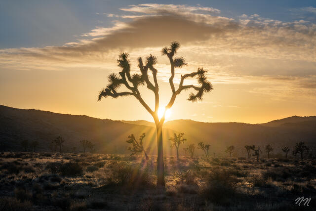Joshua tree silhouetted against golden sunrise light in Joshua Tree National Park, California, with desert hills, clouds, and Mojave Desert landscape.