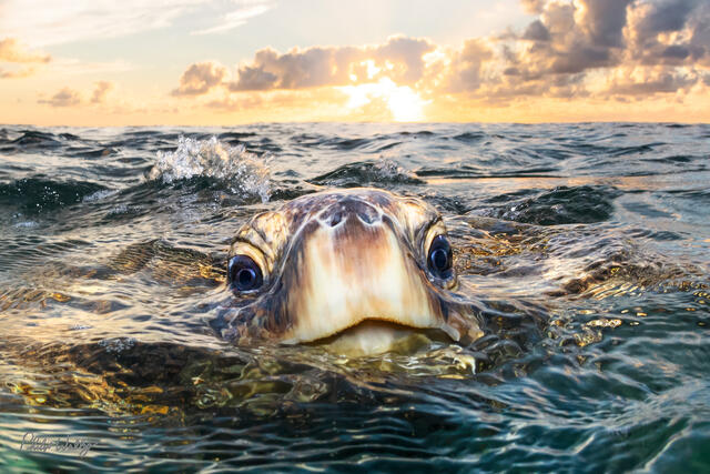 Smiling green sea turtle swims toward the camera at sunset in the ocean near Haleiwa on the North Shore of Oahu, Hawaii.