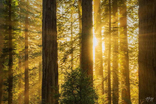 Rooted in California Collection