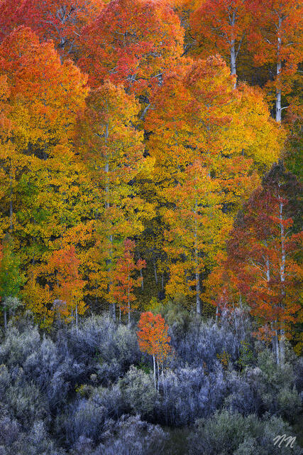 Colorful aspen trees in peak fall color in California’s Eastern Sierra with red, orange, yellow, and green leaves above brush.