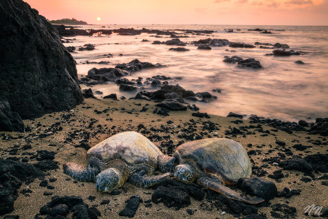 Two Hawaiian green sea turtles resting on a Big Island beach at sunset with lava rocks, soft ocean waves, warm sky, and volcanic shoreline.