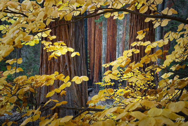 Sequoia Dogwood