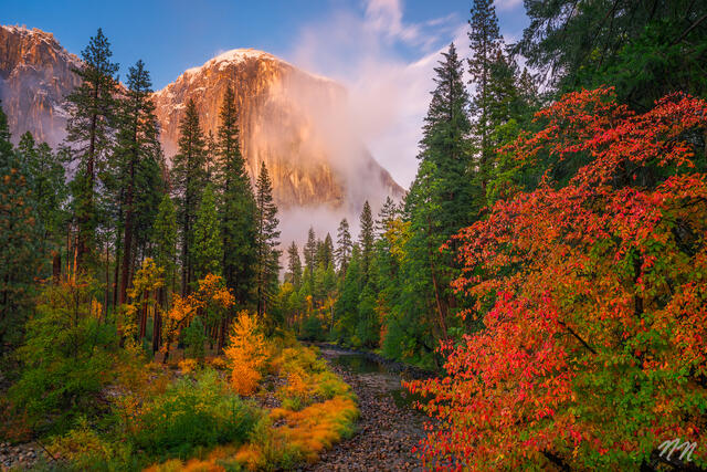 El Capitan rising above colorful autumn foliage, evergreen trees, mist, and golden grasses in Yosemite National Park, California.