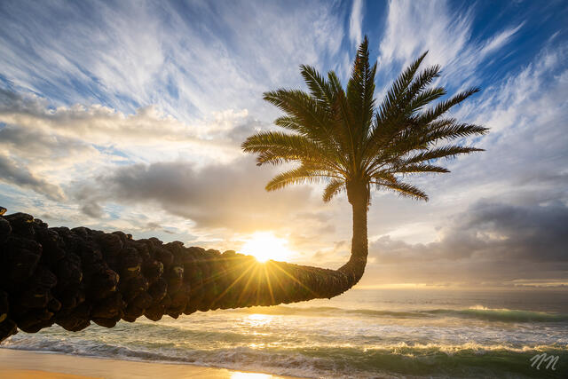 Palm tree curving over the ocean at sunset on the North Shore of Oahu, Hawaii, with golden light, waves, dramatic clouds, and tropical coastline.