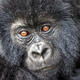 Baby Gorilla Stare