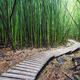 The Bamboo Path