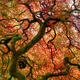 The Bonsai Tree