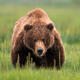 Brown Bear Stare