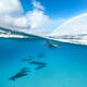Half Rainbow Half Dolphins