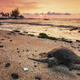 Honu Sunset