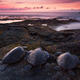Honu Ohana