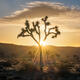 Joshua Tree Sun