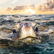 Peek a Boo Turtle Closeup