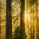 Redwood Light Beams