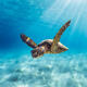 Sandy Turtle Sun Rays