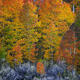 Scenescence