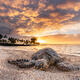 Sleepy Time Sunset Turtle