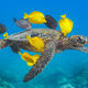 Turtle Tangs