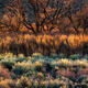 Valley Vegetation