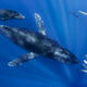 Humpback Whales and Dolphin Pod Party