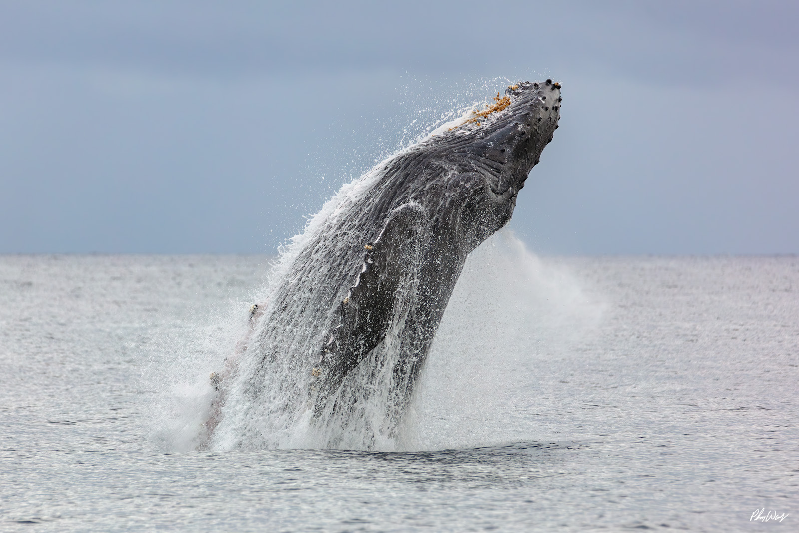 Breaching Humpback Whale Humpback whale breaching above the ocean surface in Monterey Bay, California.