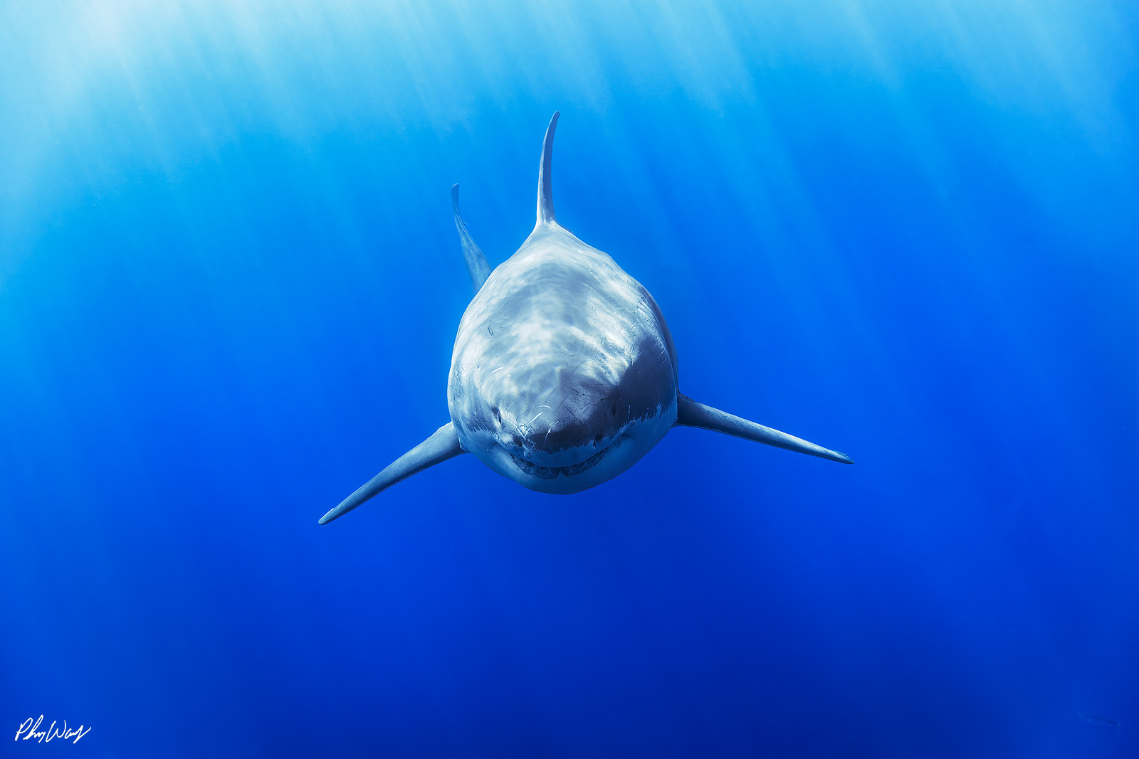 Great White Smile Great white shark swimming head on through deep blue ocean waters near Guadalupe Island Mexico.
