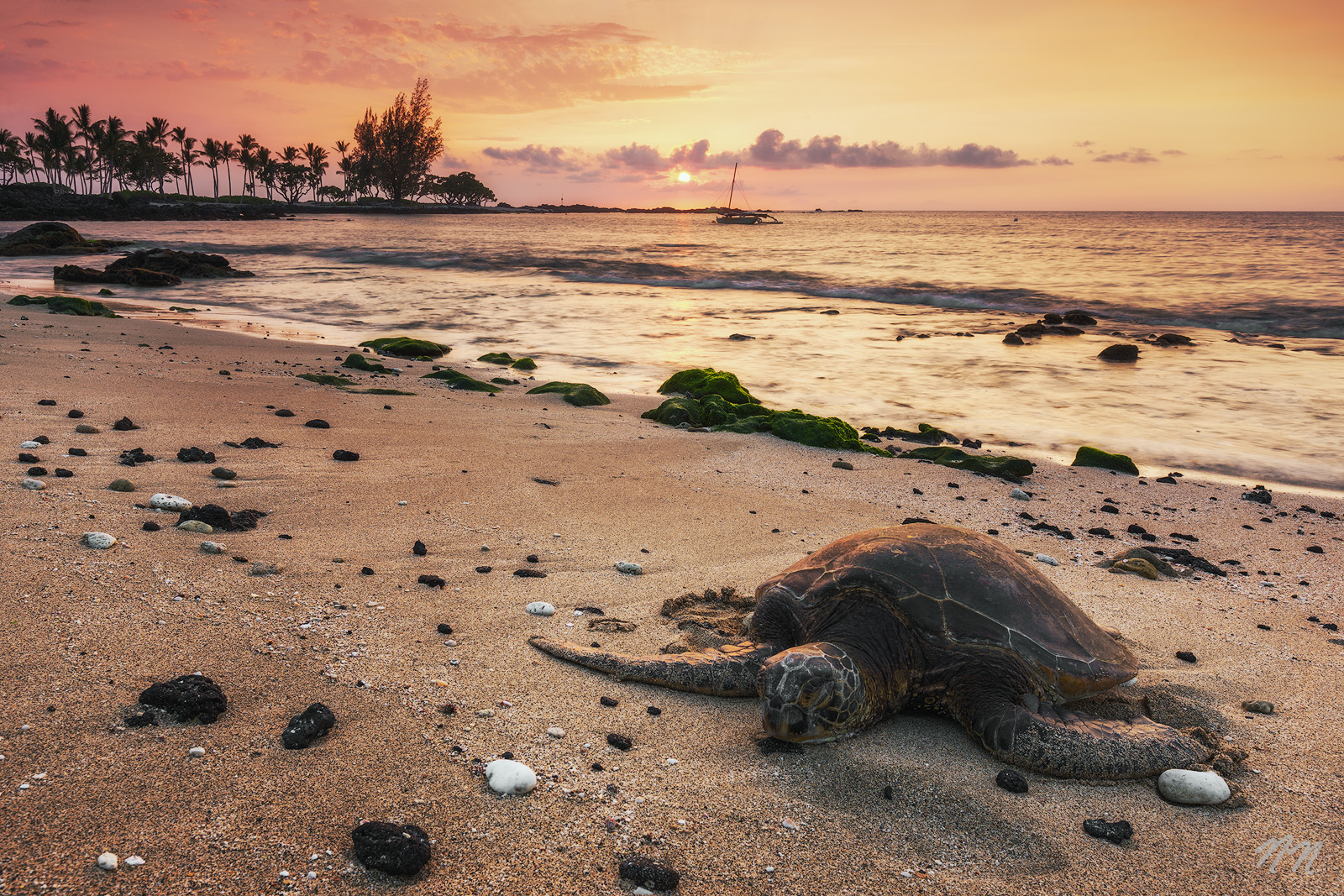 Honu Sunset Hawaiian green sea turtle resting on a Big Island beach at sunset with ocean waves, lava rocks, palm trees, and a sailboat offshore.