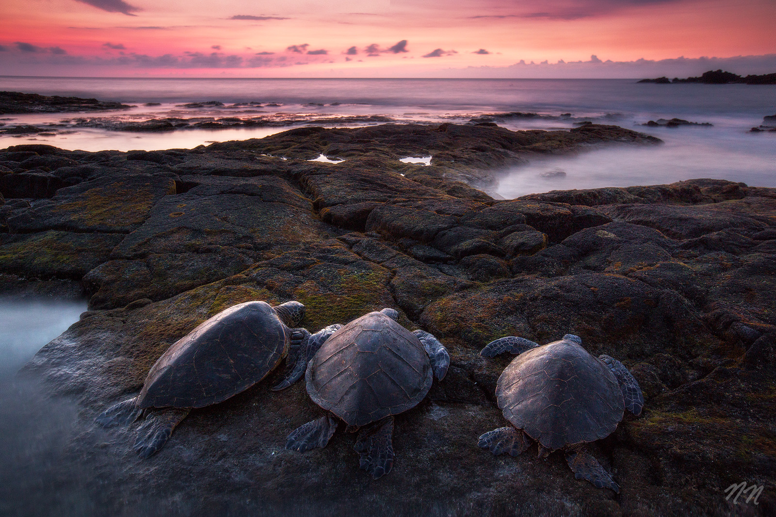 Honu Ohana Three Hawaiian green sea turtles resting on Big Island lava rocks at sunset with pink sky, ocean waves, and a volcanic shoreline.