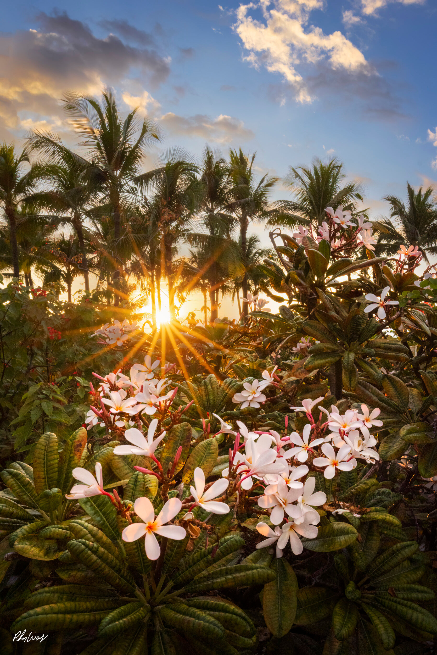 Plumeria Sun Burst White plumeria flowers with sunburst and palm trees at sunset in Kona Hawaii.