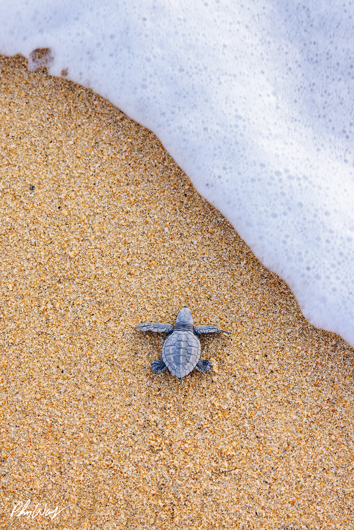 Running for Cover Baby sea turtle moving across sandy beach toward white ocean foam from an overhead view.
