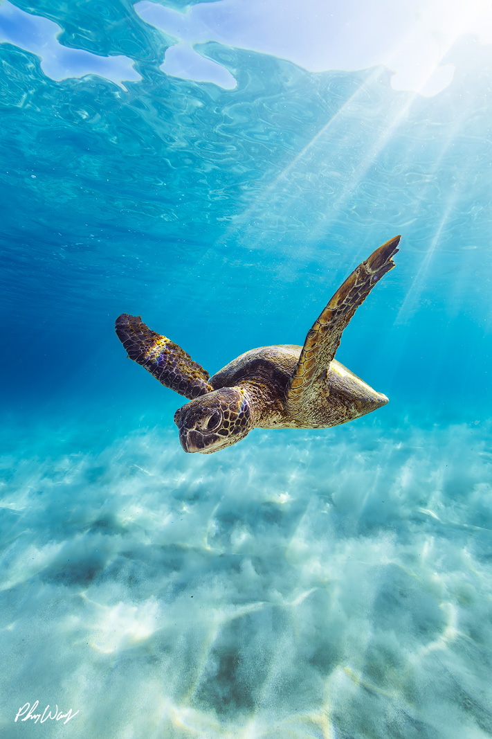 Sandy Turtle Sun Rays A green sea turtle swims above white sand in clear blue ocean water near Kona, Hawaii, with sun rays streaming through the surface creating a bright underwater