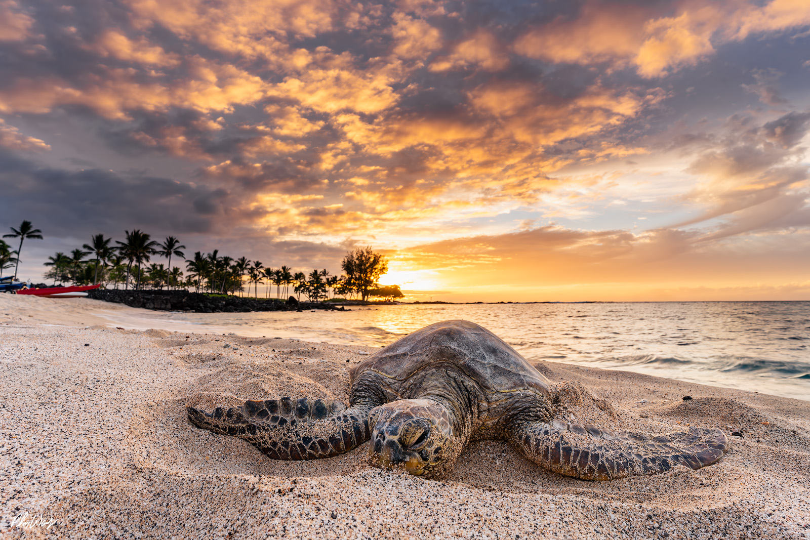Sleepy Time Sunset Turtle A green sea turtle rests on sandy shoreline at sunset near Kona on the Big Island of Hawaii, with gentle waves, palm trees, and glowing clouds in the sky.